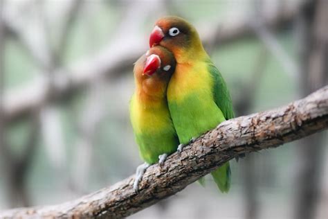 Love Bird 